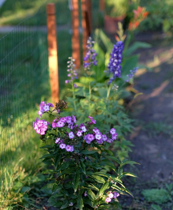 Les bordures de jardin : embelli et protège votre espace vert